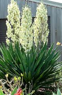 Yucca