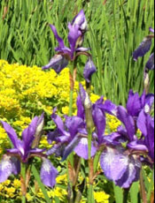 black eye susan