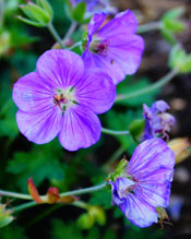 cranesbill