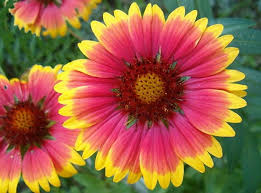 blanket flower