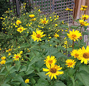 false-sunflower