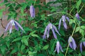 bluebird-clematis