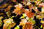 coral-bells