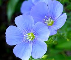 blue flax