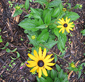 black eye susan