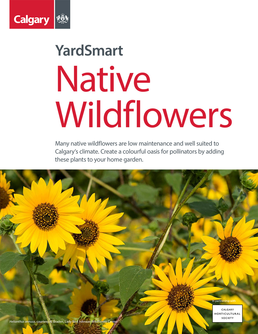 YardSmart Native Wildflowers brochure thumbnail