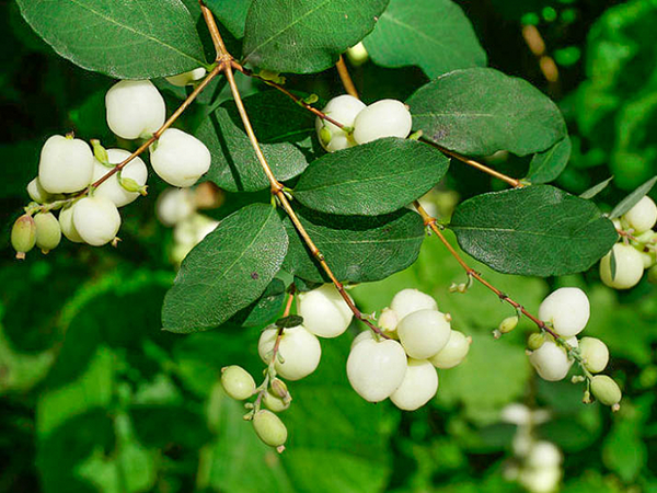 Amur maple