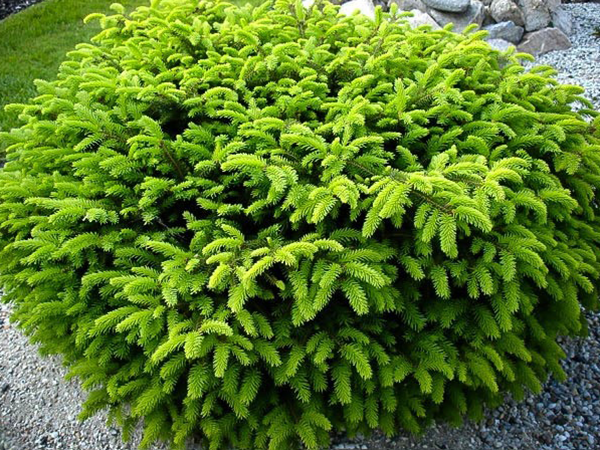 Amur maple