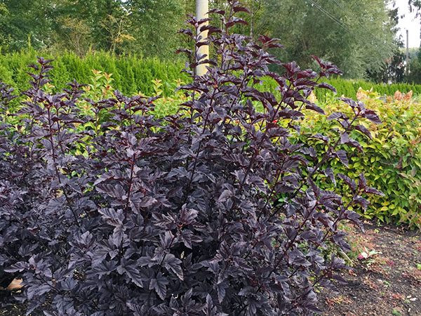 Amur maple