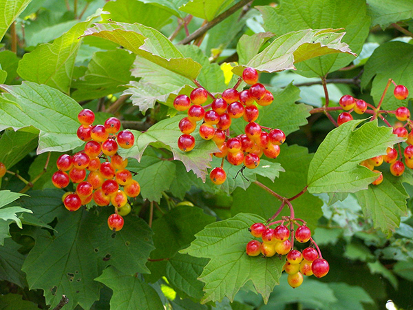 Amur maple