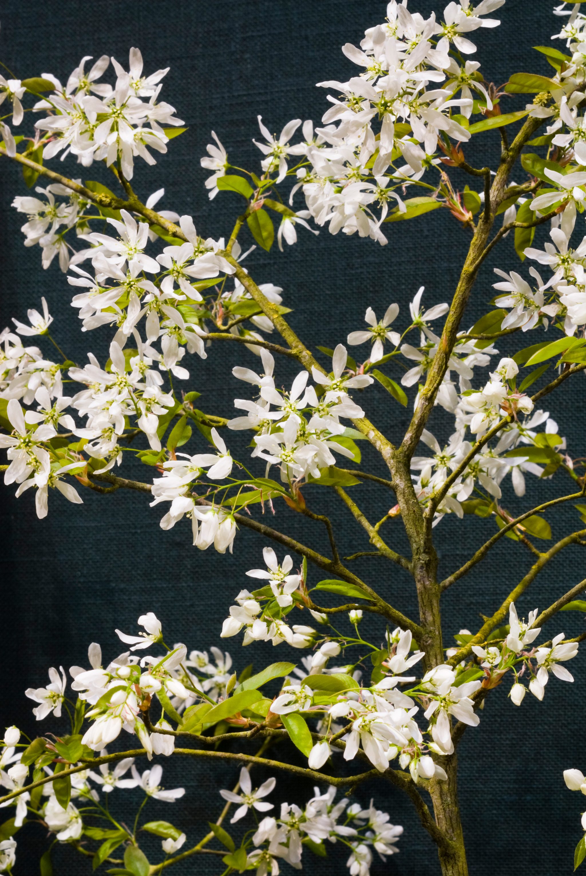Amur maple