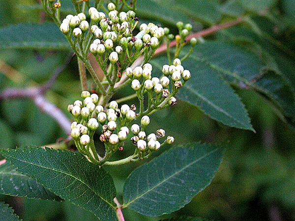 Amur maple