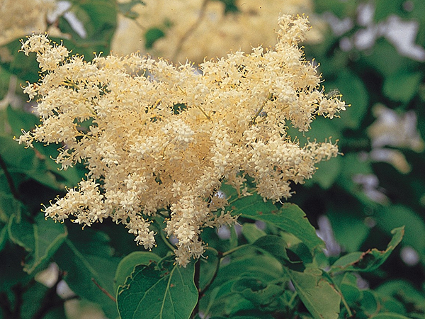 Amur maple