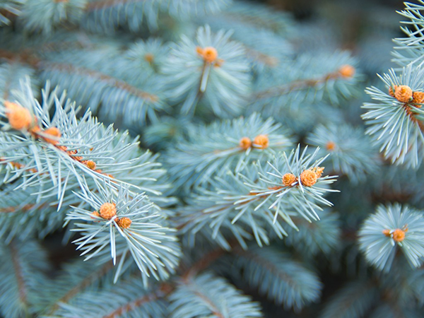 Amur maple