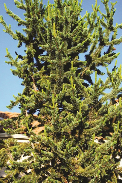 Amur maple