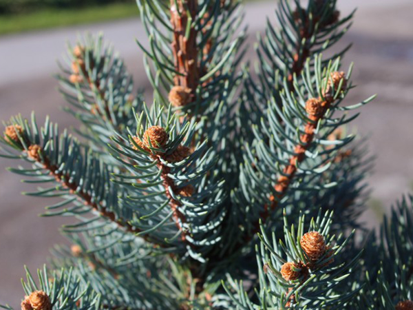 Amur maple